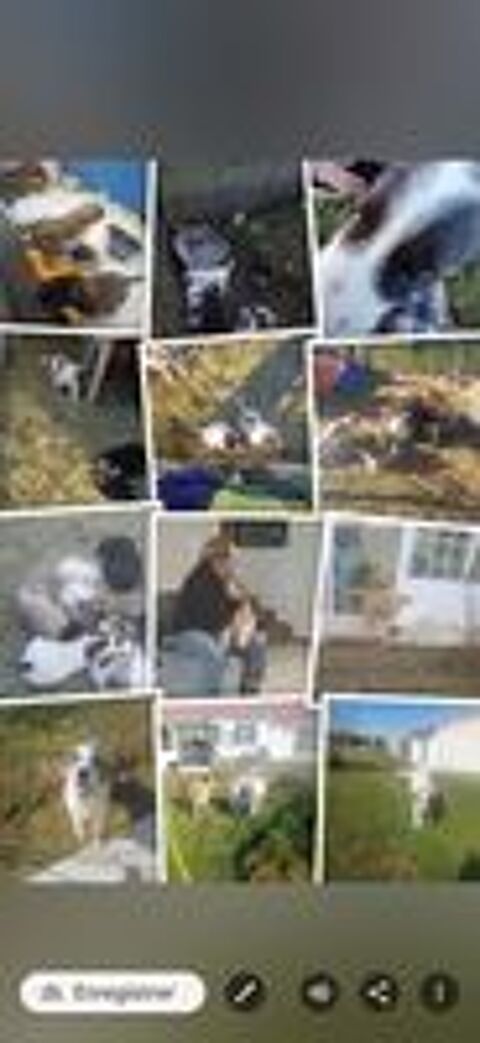   Chiot  