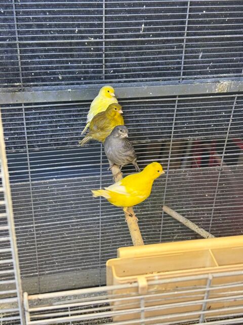 Canaris 50 57430 Sarralbe