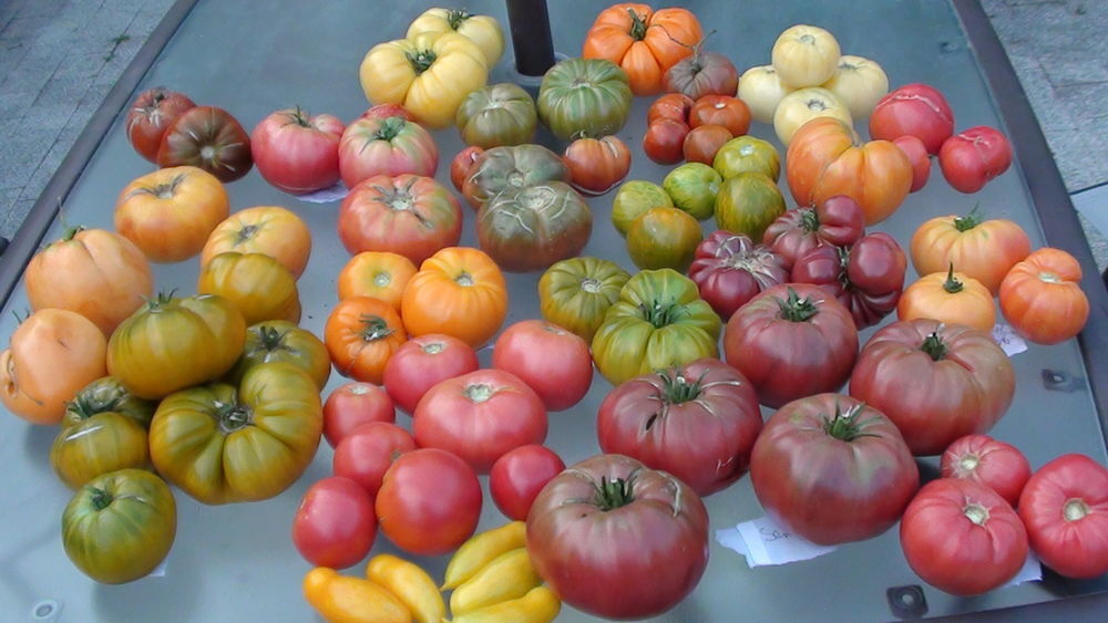 grand plants de tomates bio non hybride Jardin