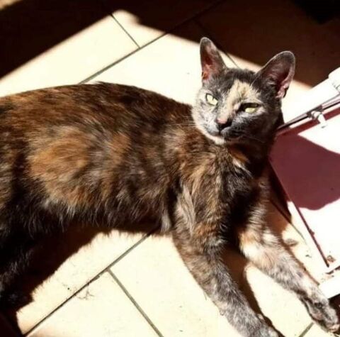 Rosa, petite minette cherche sa famille pour la vie 230 84190 Vacqueyras