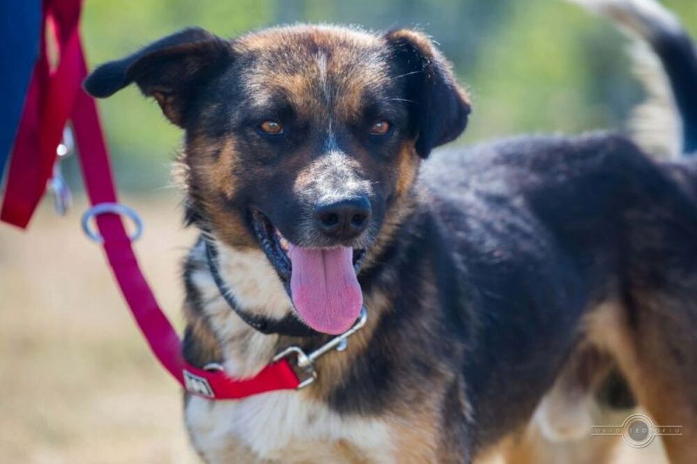   ZEUS croisé de 2 ans 