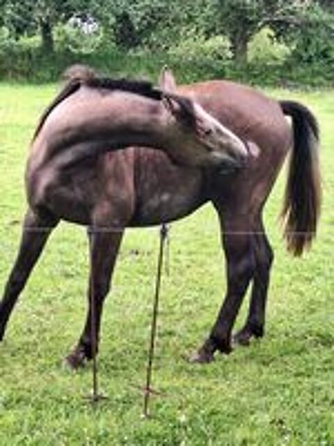   Poulain de 2 ans ONC, 2 parents selle franais  