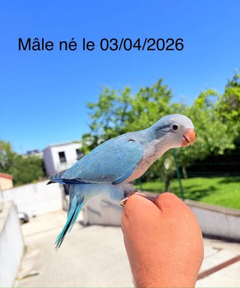 Tr&egrave;s Belle Conure Souris EAM TR&Egrave;S BIEN APPRIVOIS&Eacute;ES 2026 390 94450 Limeil-brévannes