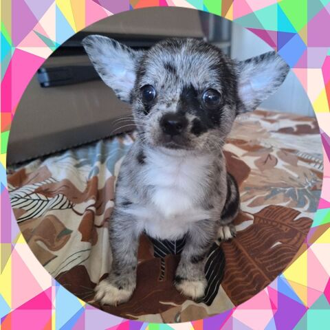 Adorable petite femelle Chihuahua  &agrave; placer 900 94200 Ivry-sur-seine