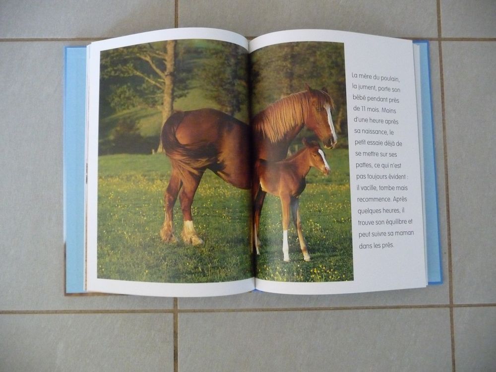 Livre le monde merveilleux les chevaux - Neuf Livres et BD