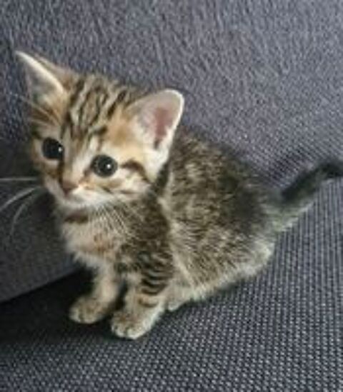   Donne chaton  