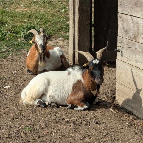 Oryx et Padrig 180 35370 Argentr�-du-plessis