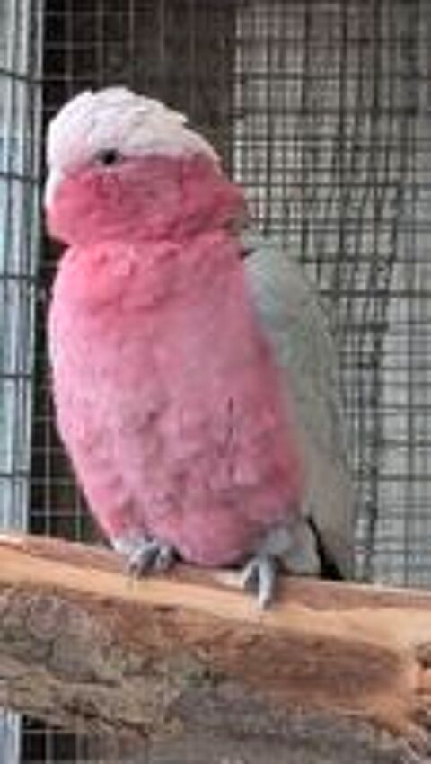   Rosalbin 