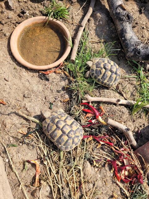 Couple tortu 300 06530 Peymeinade