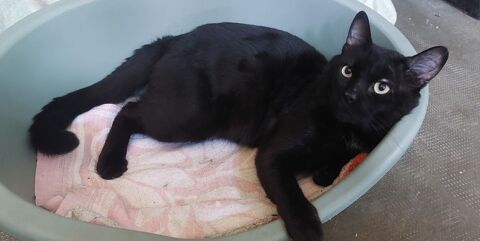 Moshi adorable chat noir 2 ans hyper gentil a adopter 120 11000 Carcassonne