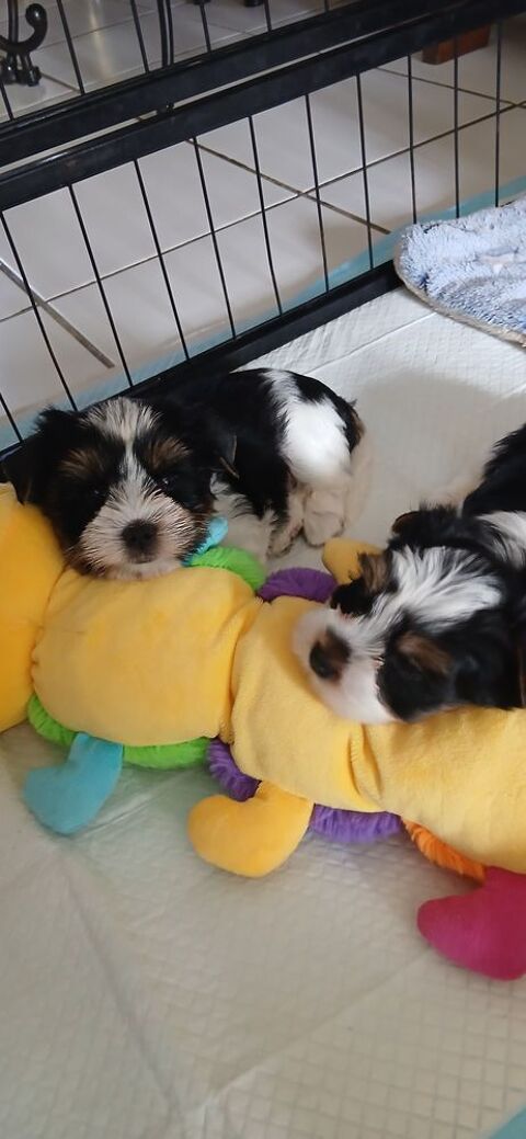 Yorkshire Biewer terrier 2500 49700 Doué-la-fontaine