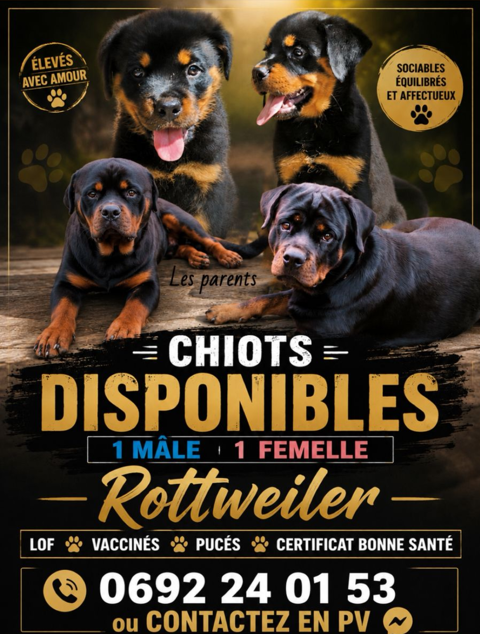 chiots : 1 m&acirc;le et 1 femelle 1200 97441 Sainte-suzanne