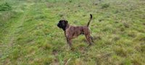  Boxer LOF disponible pour une saillie 