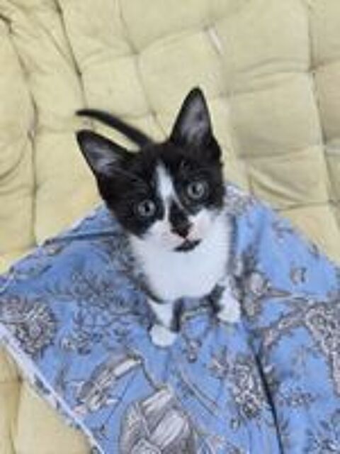   BADRI chaton mâle 5 mois 