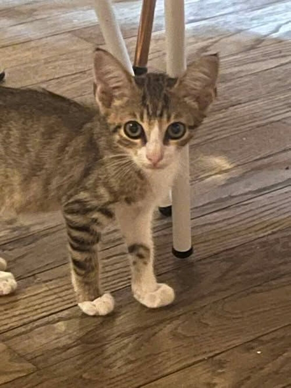   Chat DANTES à l adoption 