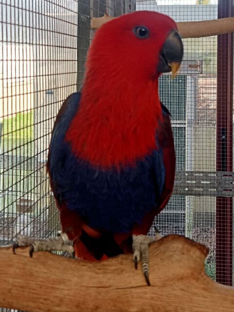 perroquet éclectus femelle 600 29420 Plounan