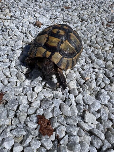 tortue femelle greaca 300 31000 Toulouse