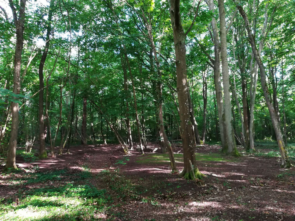 Location Terrain Terrain de Loisir Bois Saint-fargeau-ponthierry