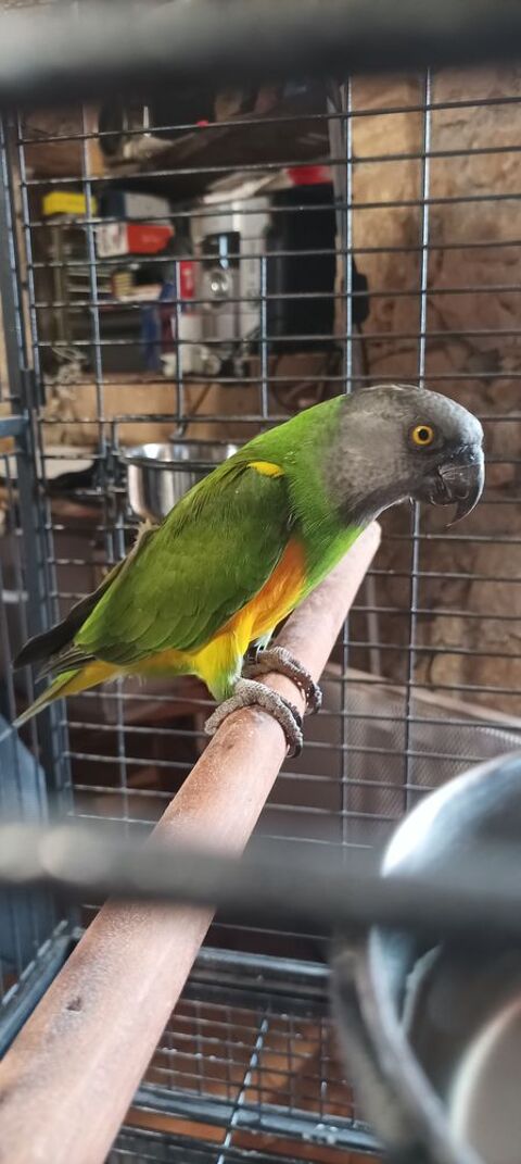 Perroquet youyou du S&eacute;n&eacute;gal 700 31360 Lestelle-de-saint-martory
