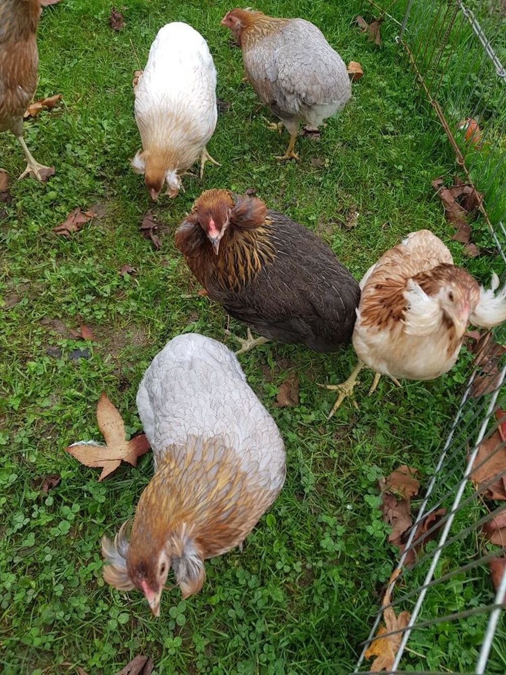   Oeuf fécondé, poussin, coq, poule Araucana. 