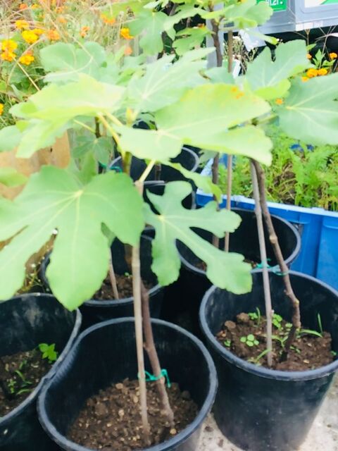 PLANTS DE FIGUIERS A REPIQUER JUSQU'AU DEBUT DU PRINTEMPS 15 Sapignicourt (52)