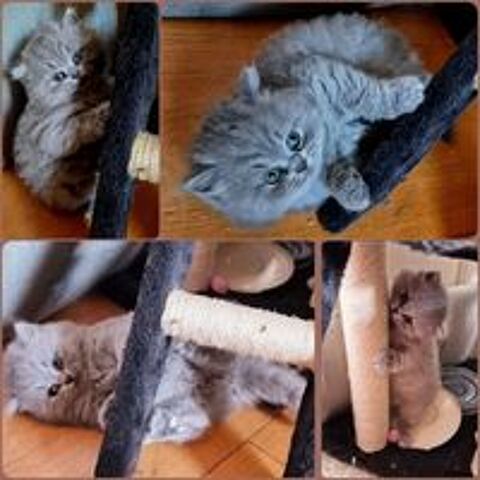   3 bbs chatons pur race british long hair 