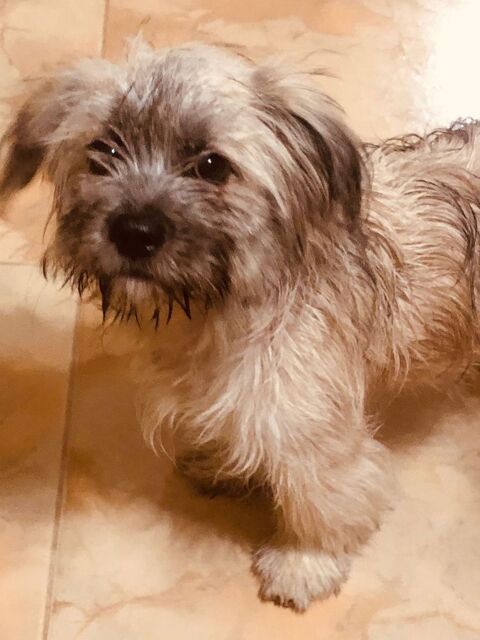 VAILLANT actuellement au refuge en egypte 0 75018 Paris