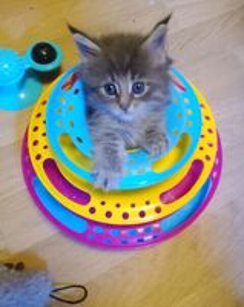   SUBLIME BEBE MAINE COON  LOOF FEMELLE BLEUE SILVER  