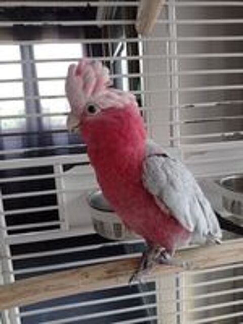   Rosalbin  