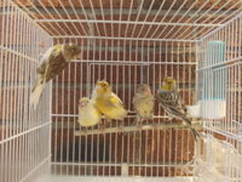   canaris 