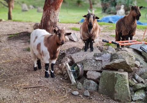 Famille chèvres a adopter ensemble 0 11000 Carcassonne
