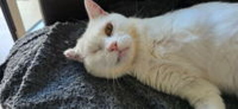   Akasha, chatte blanche à adopter 