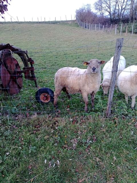 B&eacute;lier  190 38440 Meyrieu-les-�tangs