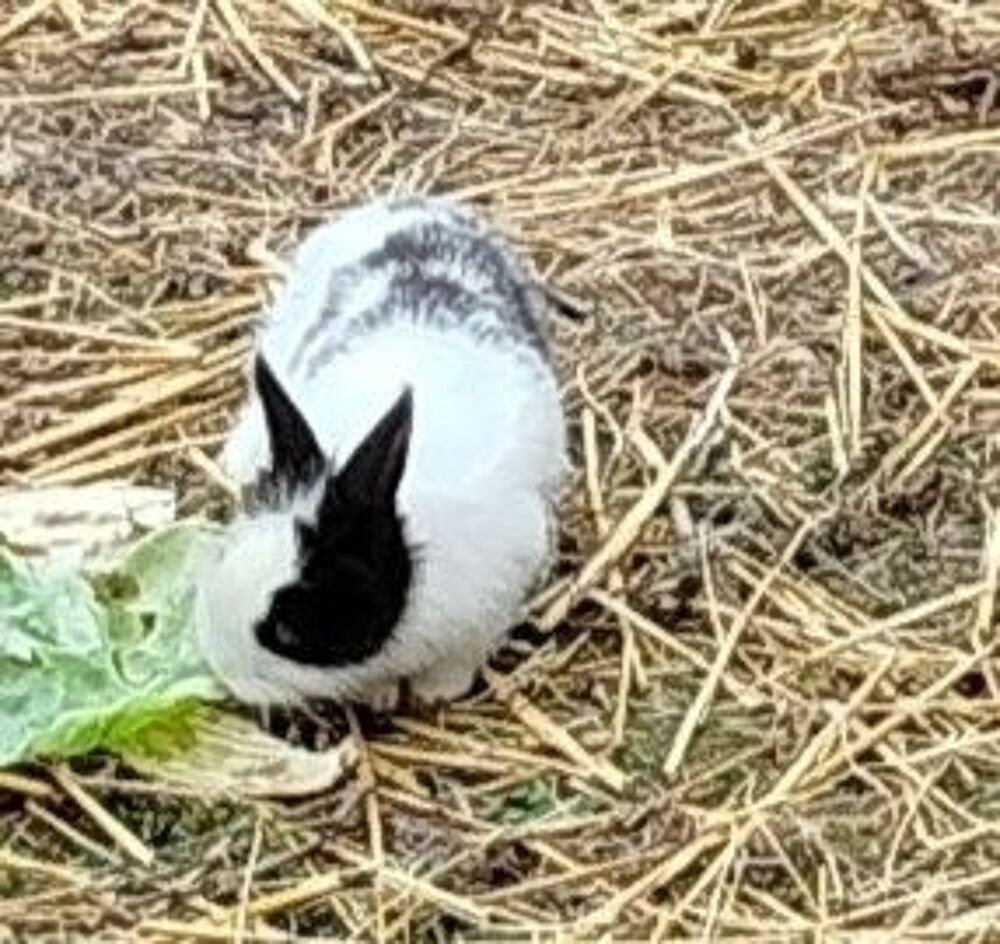   lapine naine noire et blanche de 2 mois 