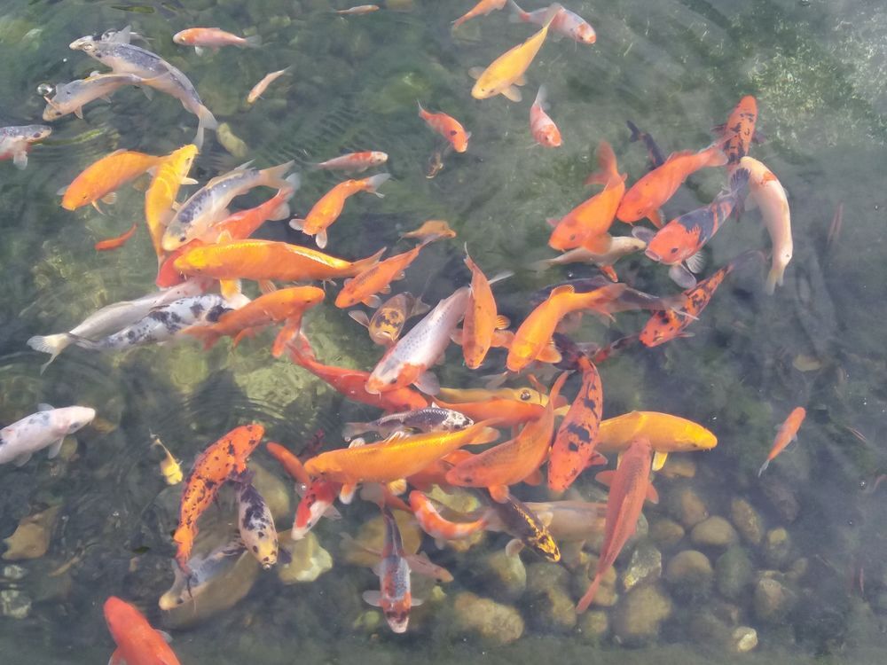   CARPE KOI 