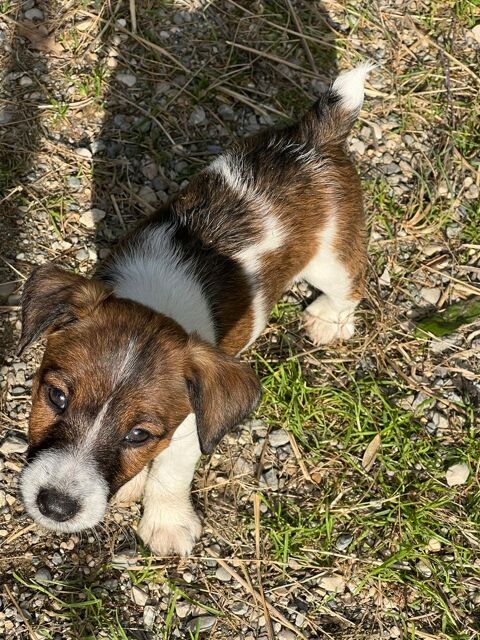 Chiots Fox m&acirc;le 650 38690 B�venais