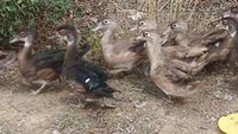   canard carolin d'ornement 