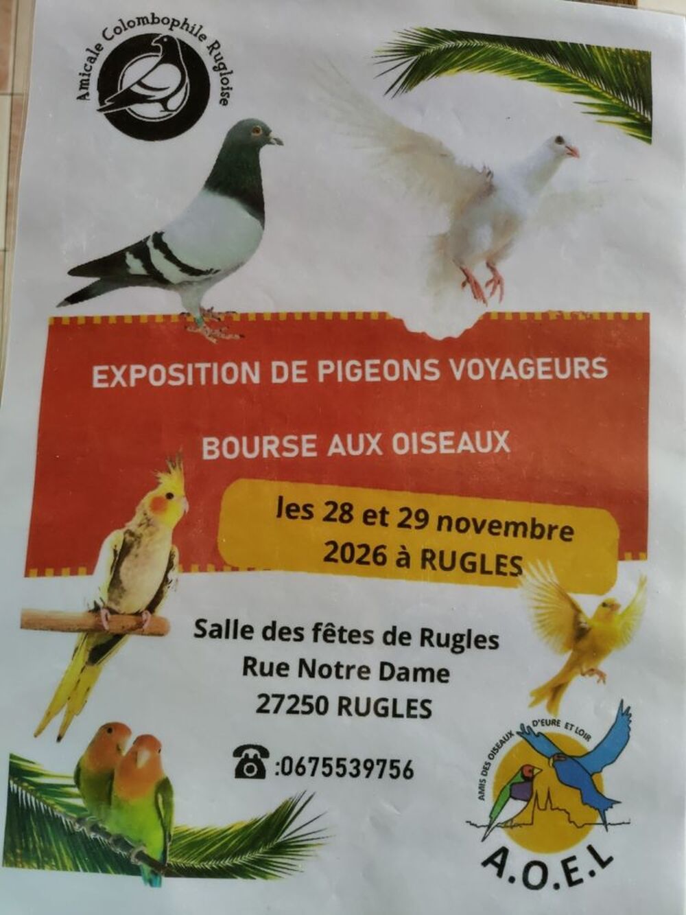   EXPOSITION  DE PIGEONS VOYAGEURS BOURSE AUX OISEAUX 