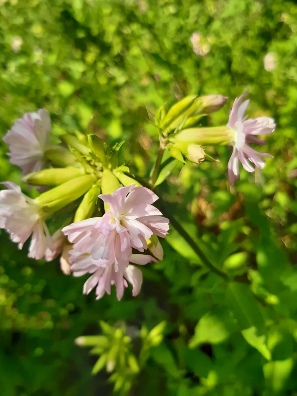 Plants de saponaires doubles Jardin