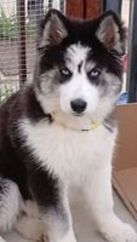   Bonjour, j ai un très beau mâle husky poils longs,  
