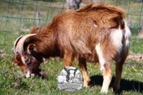   Bouc reproducteur 