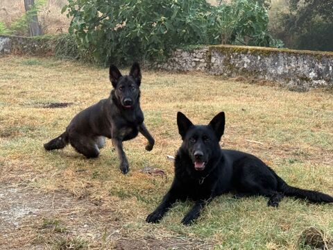 chiots berger allemand, noir ou gris 750 47130 Bazens