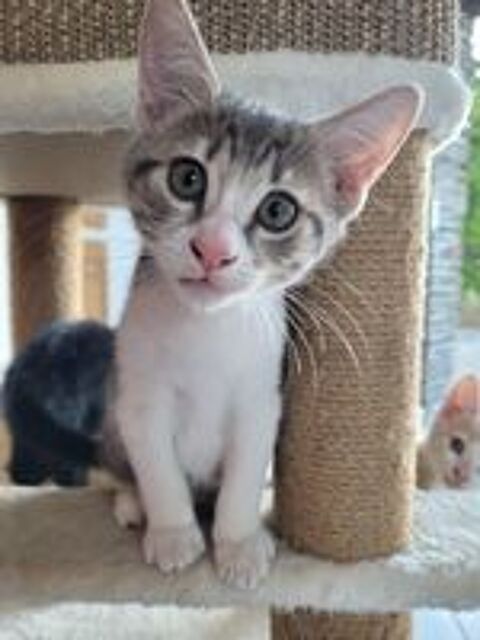   Donne 3 chatons 