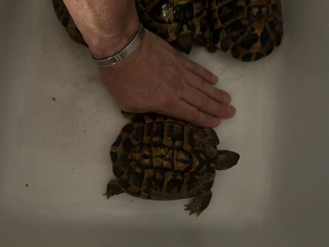Propose Tortues Femelle, terrestre adulte 350 30000 Nîmes
