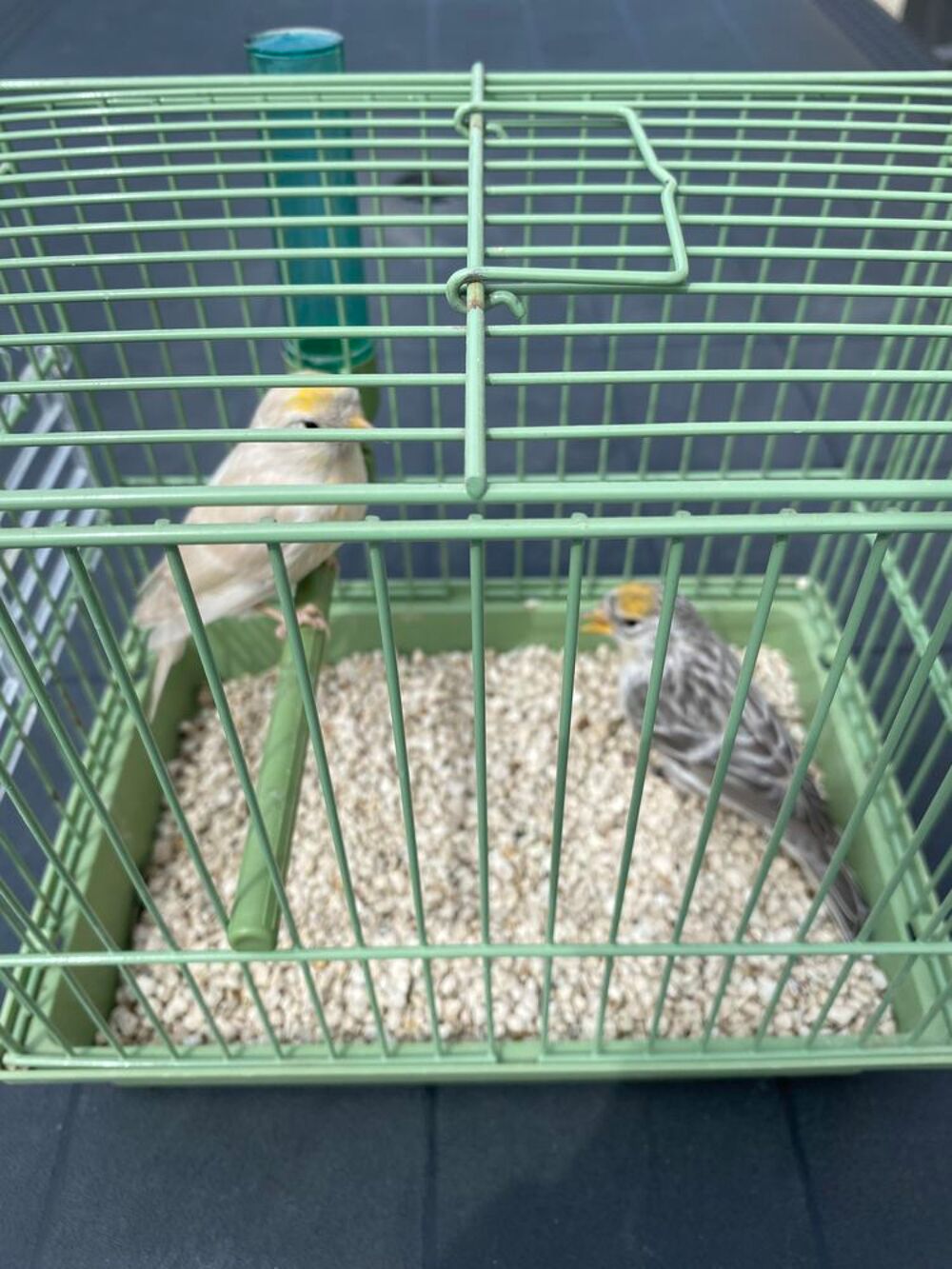   Sizerins mutation 