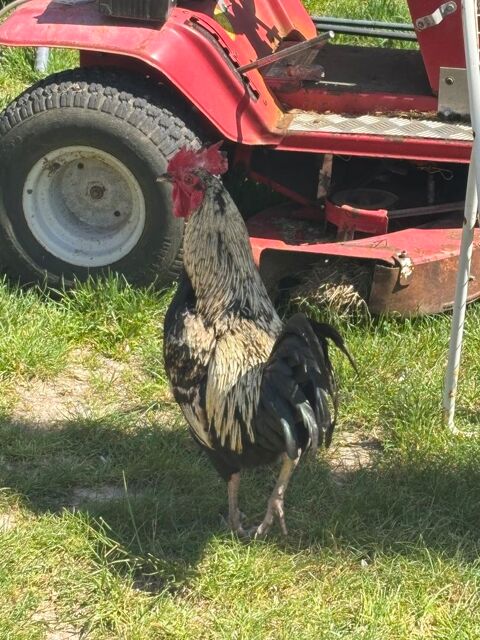 Coq 15 36100 Issoudun