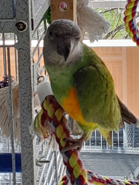 Youyou du S&eacute;n&eacute;gal femelle  600 74540 Viuz-la-chi�saz