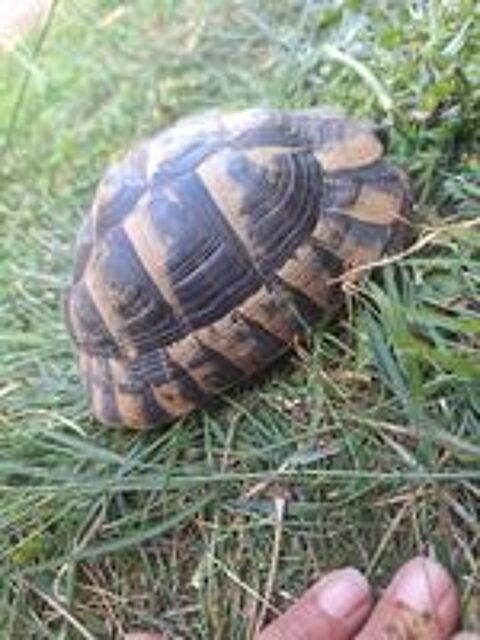   Tortue male  