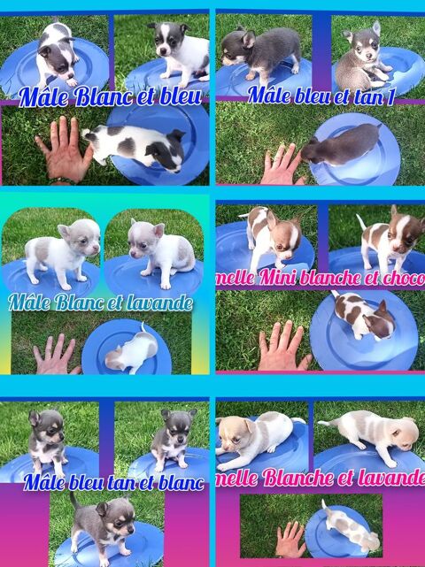 Chiot chihuahua poil court et long 950 75009 Paris