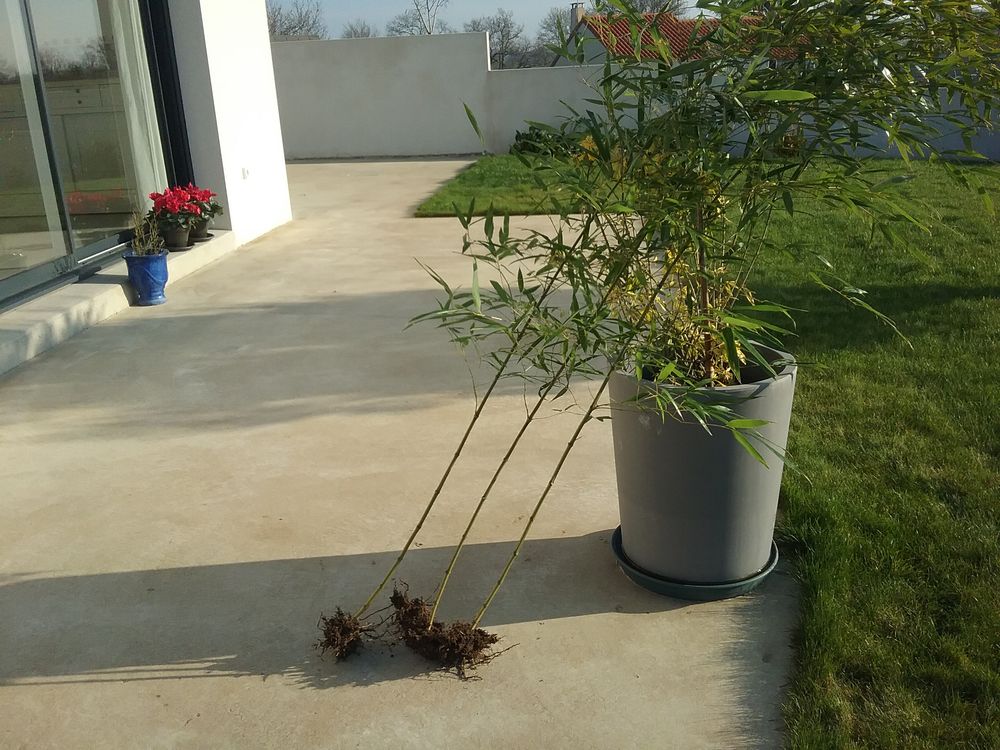 Plants de bambous Jardin